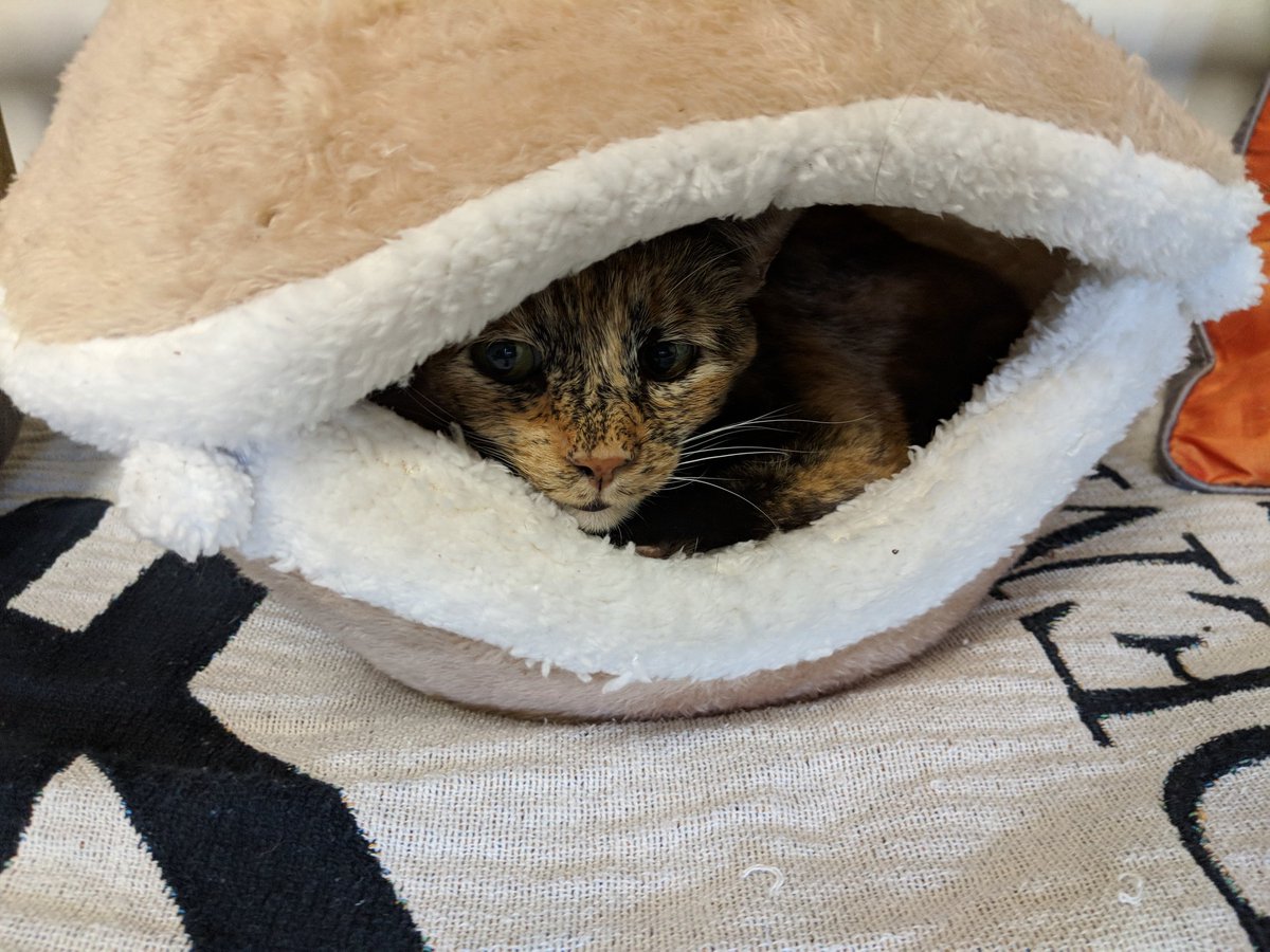 cat clam bed