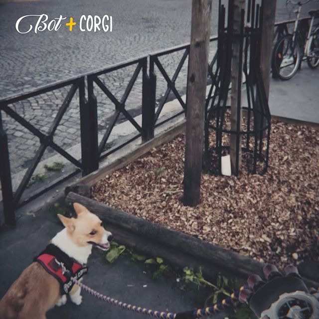 BotAndCorgi's tweet image. #Robot /hand #leash Walking @corgi.cam towards #luxembourggardens from near the new #dogparks in the #16th #paris #tbt #tbt❤️ #throwbackthursday #throwback #secrethandshake #corgipuppy #BotAndCorgi ift.tt/2KP4o0R