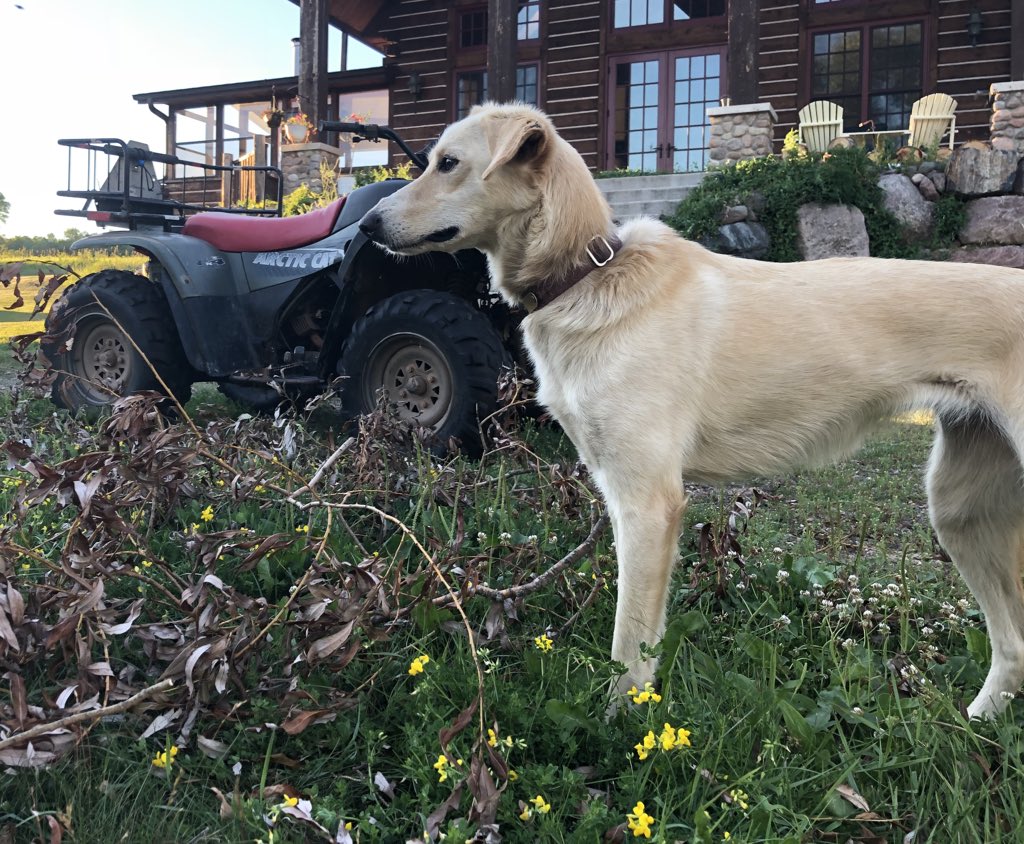 Flame is a Lady who does not carry sticks. She supervised. (She’s also in exile from the house right now because she rolled in something horrifically stinky.)