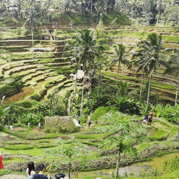GoRusticTravel's tweet photo. Need plans for your vacation? Why not explore the beautiful Tegalalang rice terrace in Bali with us! ๐
.
#RusticBorneo #Bali #Indonesia #Travel #Tourism https://t.co/h5H599rrdT