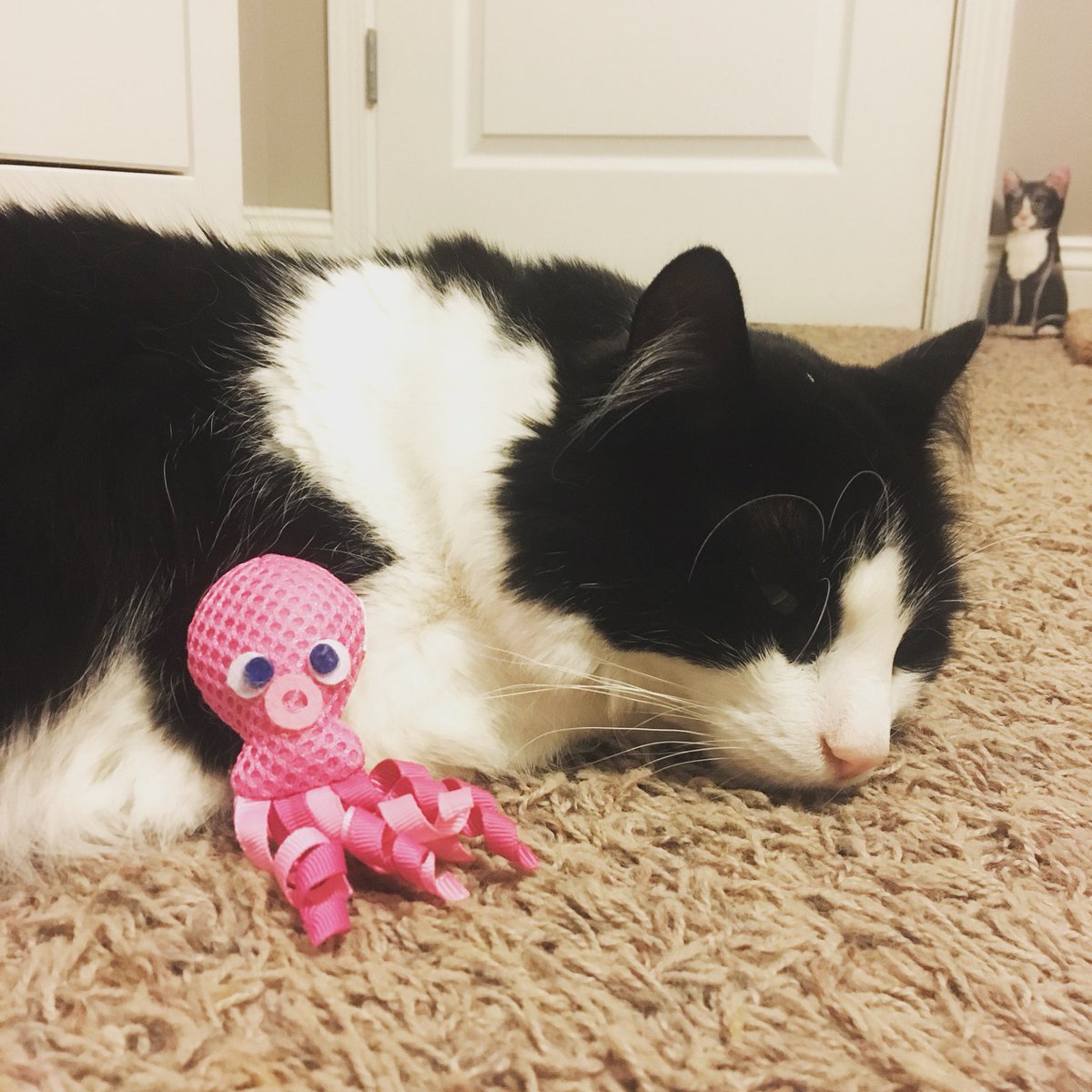RTriplets's tweet photo. Charlie with his octopus toy. https://t.co/RfgrB166ZB