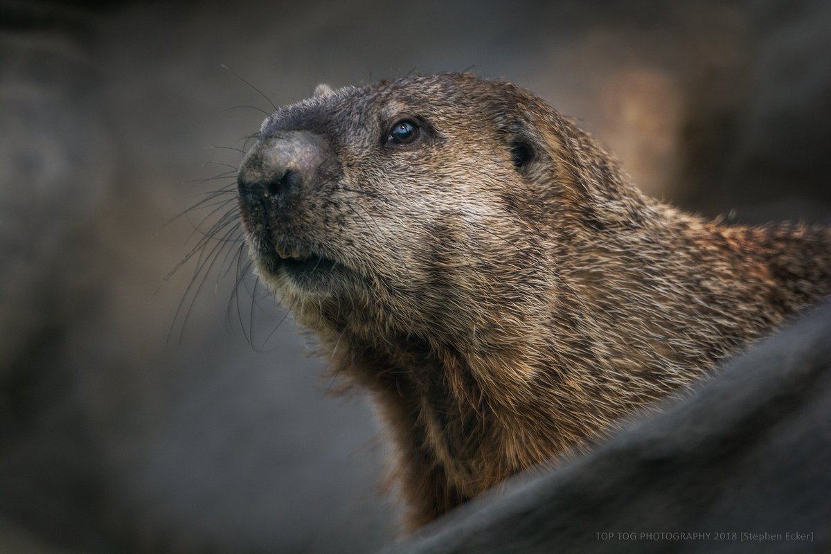 Top Tog Photography (toptogphoto) Twitter