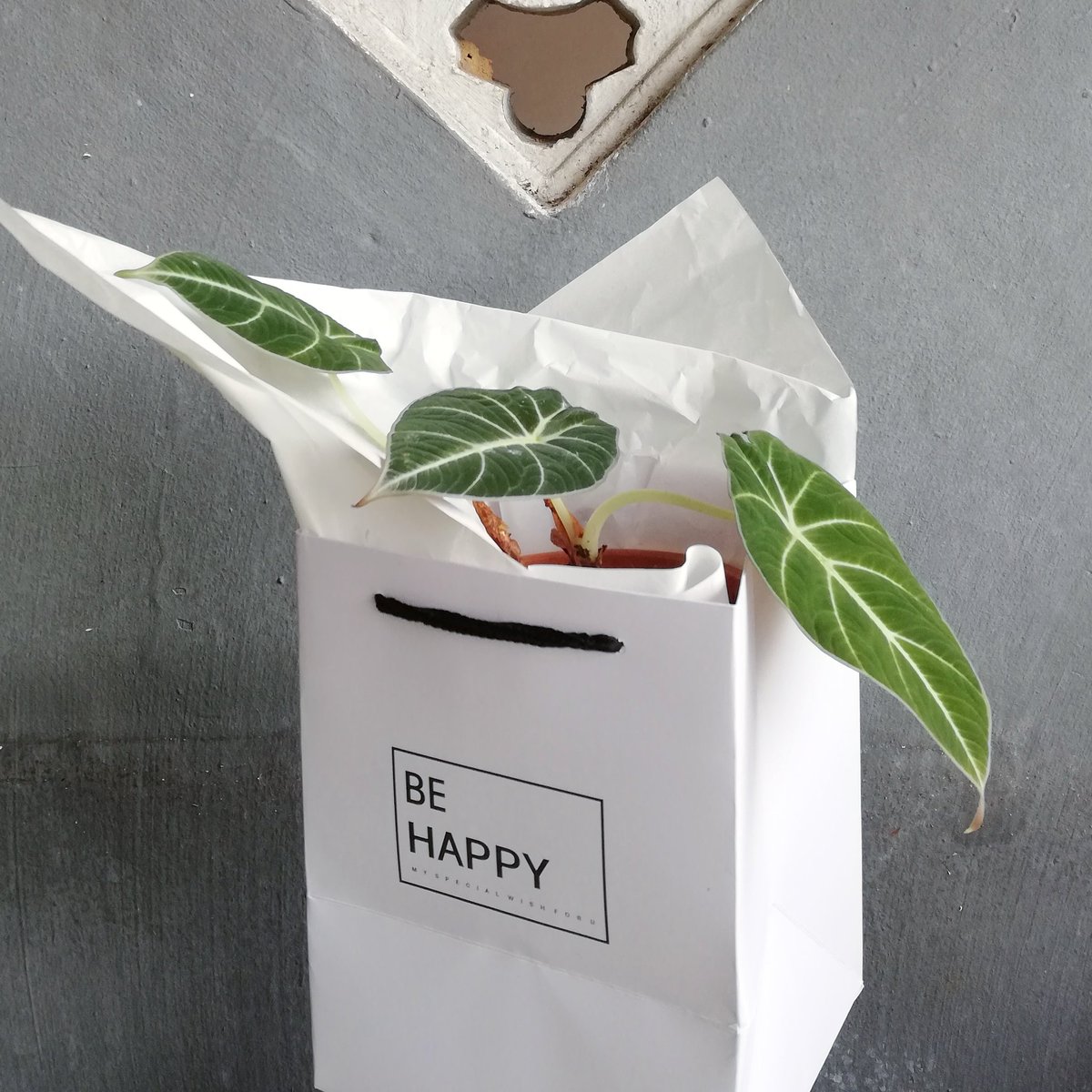 kluxorious's tweet photo. Why send flowers that soon wilt when you can send a plant that keeps on growing? Get this GROWING GIFT and make someone's day! https://t.co/xKlEQ6vMwT