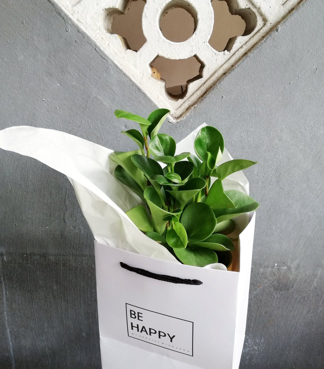 kluxorious's tweet photo. Why send flowers that soon wilt when you can send a plant that keeps on growing? Get this GROWING GIFT and make someone's day! https://t.co/xKlEQ6vMwT