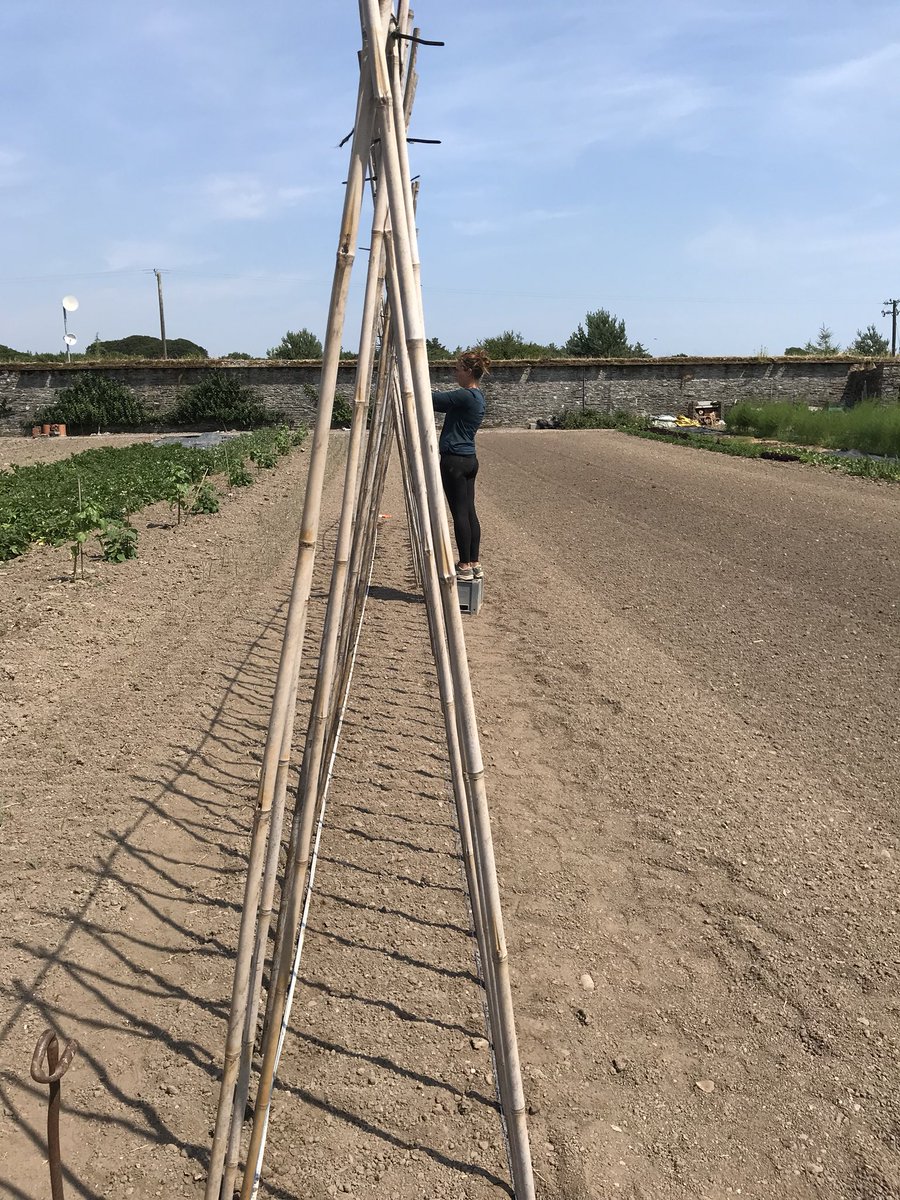 walledgdn's tweet photo. Bean fencing. Also been leeking! #TinyIntern #FunWithVegetables #WalledGarden https://t.co/IRyeRbHe27