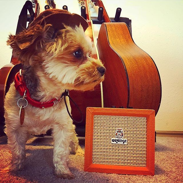 💘
@orangeamplifiers <a href="/gibsonguitar/">Gibson</a> ift.tt/2MQZuB7