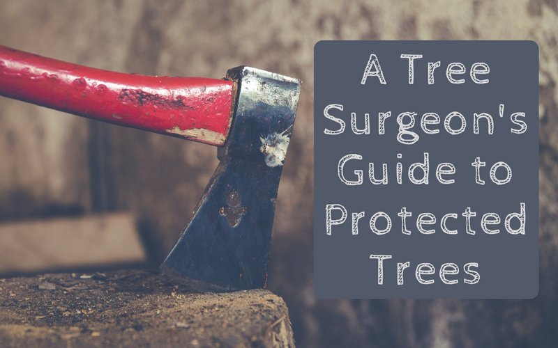 torontotreesgta's tweet photo. RT https://t.co/g0rhV2gLDT Want to remove a tree but been told it's protected? Follow our helpful guide! #protectedtrees #TPO #treereduction #treeremoval #tree #surreytrees #treesurgery … https://t.co/2sWZC3Sgre