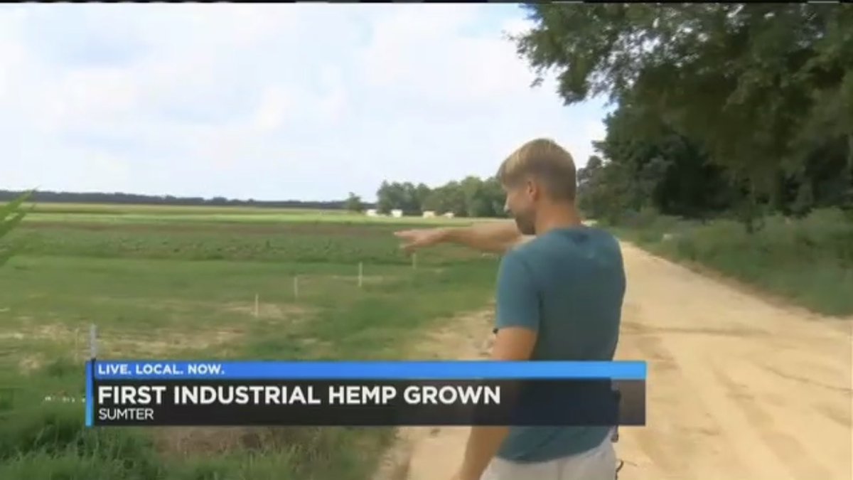 ScarlettWZZM13's tweet photo. First legalized hemp plants in SC begin to bloom! Meet the only farmer in the state using the crop for grain production! @BWatermelons @wis10 https://t.co/dmkwqKq8UX https://t.co/J7450FinYv