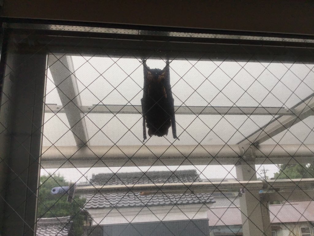窮鳥懐に入れば猟師もこれを殺さず