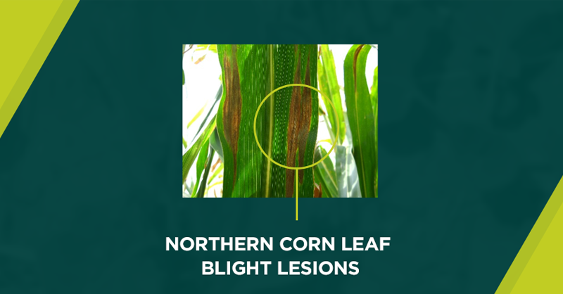 ChannelSeed's tweet photo. The 3 economically important midseason corn diseases are: Gray leaf spot, northern corn leaf blight and Goss’s wilt. Read more in this #AgAdvice: https://t.co/ShsHbvJ8aB https://t.co/XZa6I8YGRL