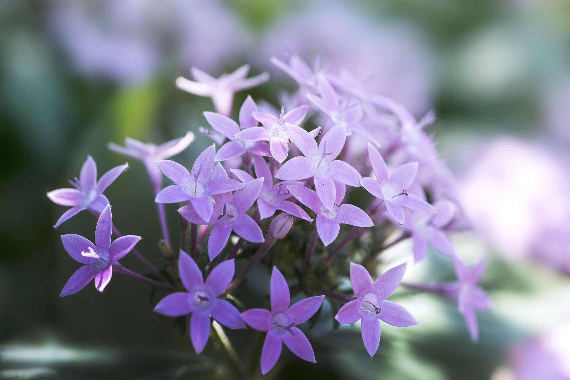 トコハナロジー ペンタス 夜空に集まって光る星のような花 星に祈りを込めた花言葉が印象的です 花言葉 願い事 博愛 希望は実現する T Co Dlximxphcx Twitter