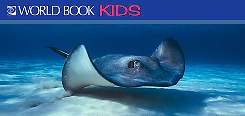 a sting ray illustration, swimming near the sea floor