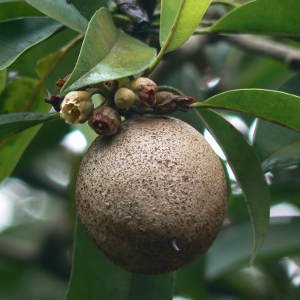 _plantwriter's tweet photo. Chikoo plant is an evergreen tropical plant. It generally lives long. It has a fruit which is essentially sweet in taste. Chikoo plant grows best in a tropical climate. Buy this amazing plant from us. visit our website  for more details.
https://t.co/qN7Uus1NoE https://t.co/qglBBTDCbh
