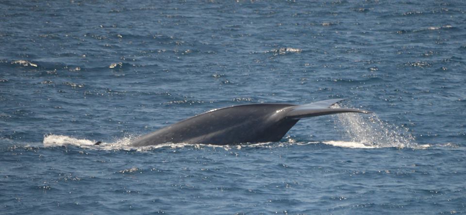 CityExperiences's tweet photo. We spotted flukes and fins of big Blue Whales๐ณ, along with fabulous Fin Whales and playful Common Dolphins๐ฌ during our opening weekend of our Summer Blue Whale Watching Cruises. Sightings reports at
https://t.co/XZy7HUsx3o ๐ทFB @DianeDahlCollins #HornblowerSD #LicensetoKrill https://t.co/FQK2aGbGD9