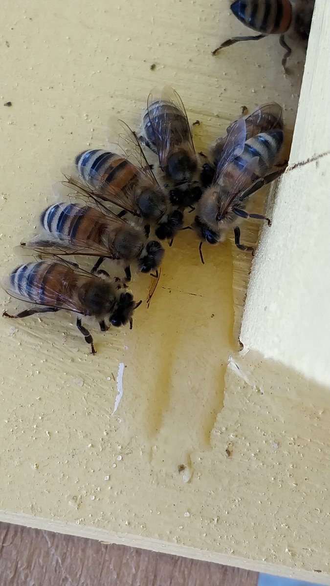 HawkwoodHoney's tweet photo. Giving back some of the honey I accidentally stole is actually really satisfying. #beebuffet https://t.co/ThNWHI9xWU