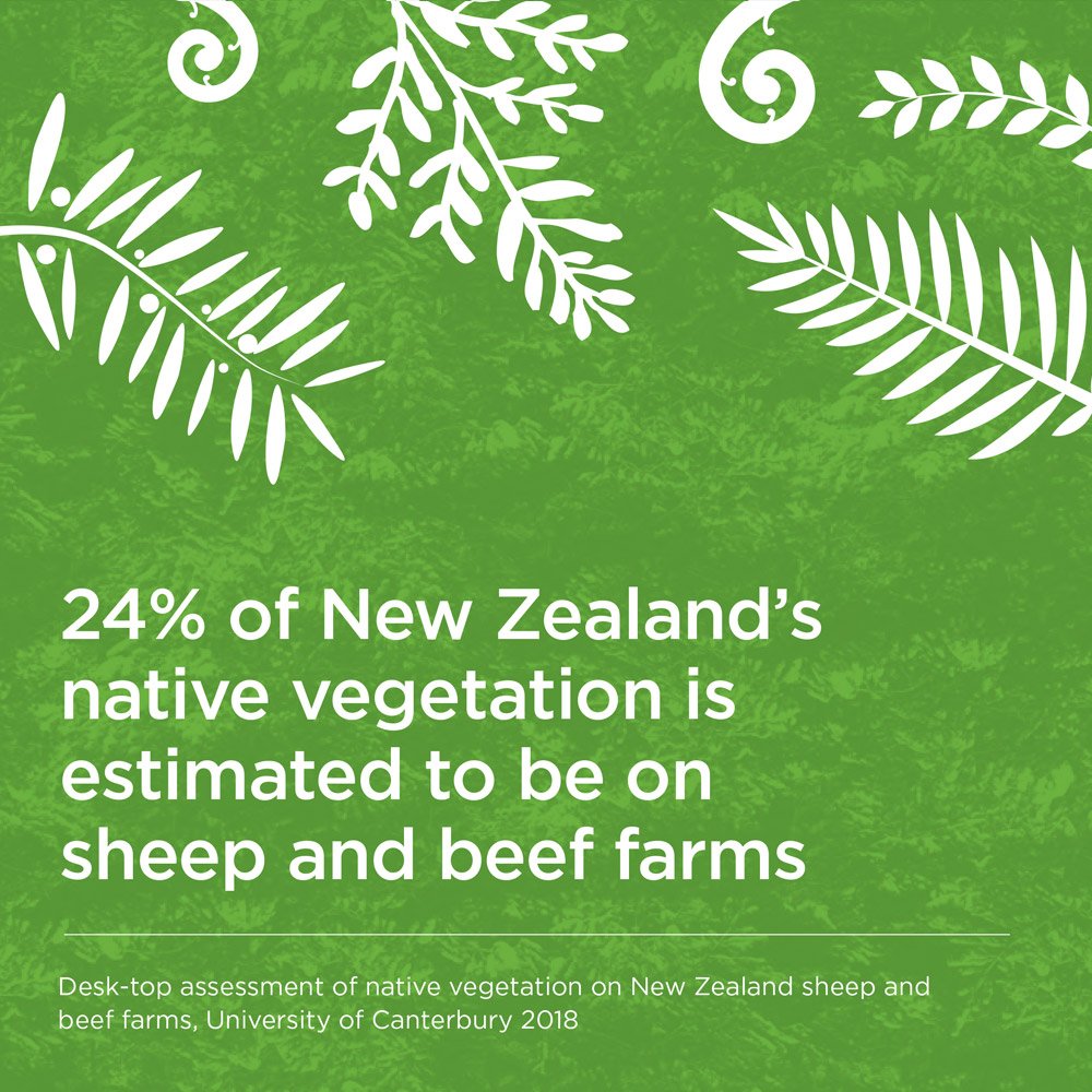 NZBeefLamb's tweet photo. Where are you most likely to find native vegetation outside of public conservation land in New Zealand? You might be surprised to learn that you'll find it on sheep and beef farms - around 2.8 million hectares. @mfe_news @docgovtnz @MPI_NZ #agchatnz https://t.co/TgPu7KefiA