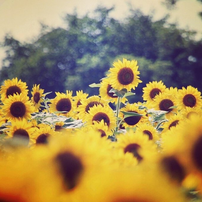 [오늘 탄생화:7월 6일] Sunflower(Helianthus) 국화과, 태양을 닮은 꽃🌻 꽃말'애모' 오늘 생일이신분들 축하드려요~