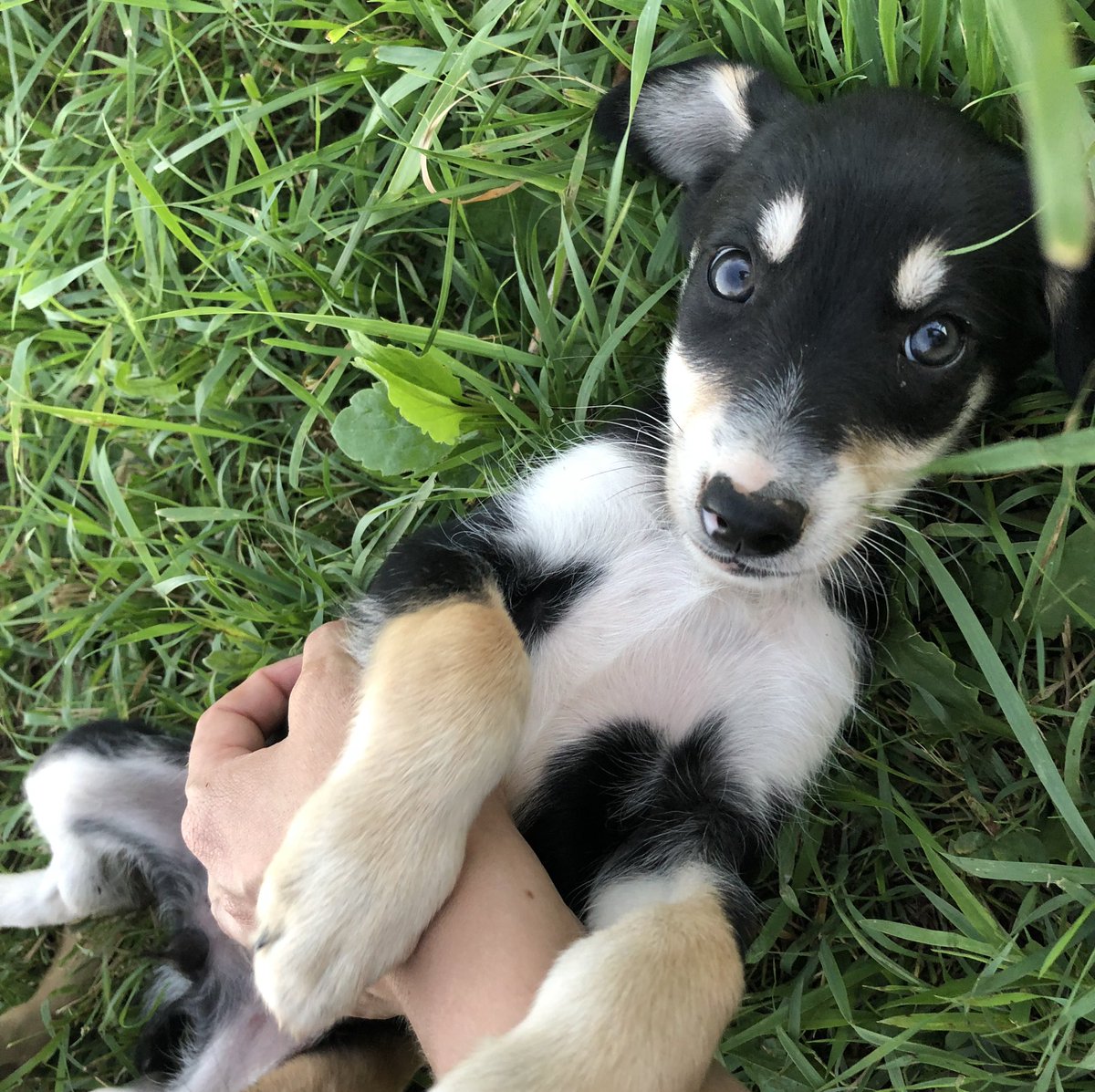 The maxi puppies have been playing kinda rough with the minis lately, so I decided to keep them separate for the clean-up party. The minis would stay in the garden while the maxis and I tackled the lawn.