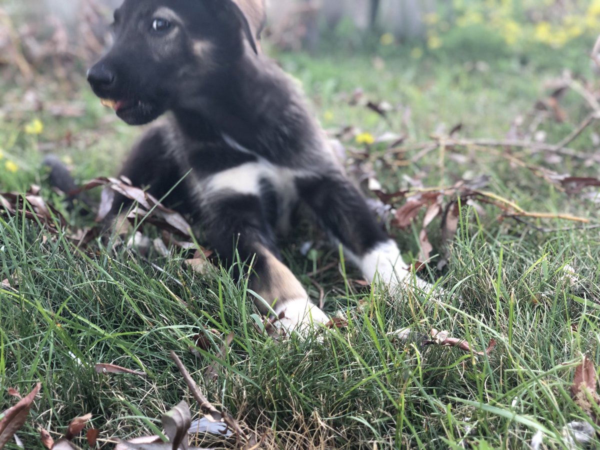 Puppies working hard to clean the lawn