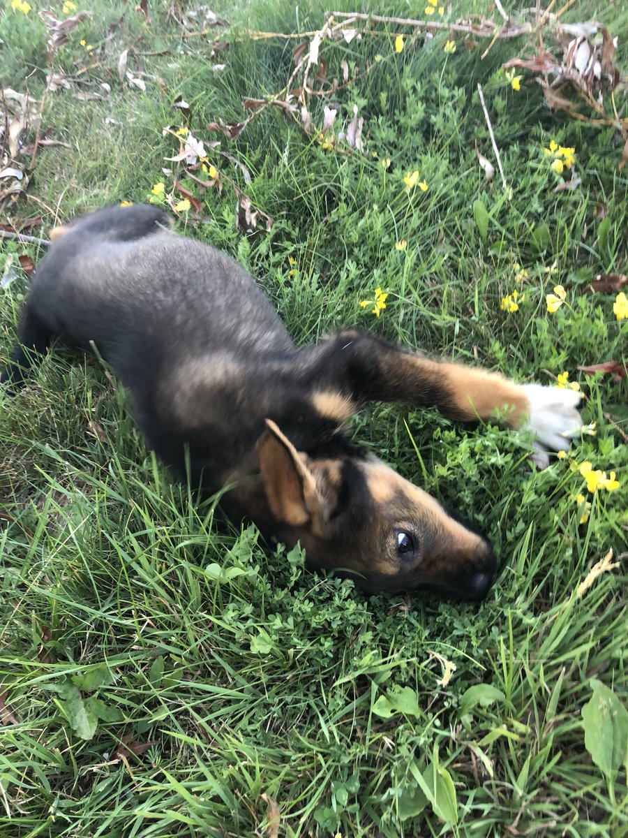 Puppies working hard to clean the lawn