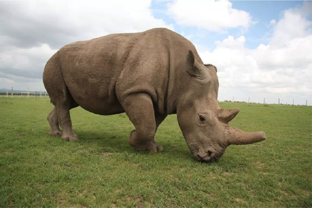 XHNews's tweet photo. Int'l researchers are working around the clock with IVF technology to save the critically endangered northern white rhino with only two females left in the world https://t.co/dTlhZw2mtS https://t.co/gsrUPwBHRW