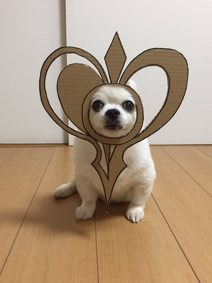 へそ天千羽和丸わんこパイセン お砂場遊び大好きベイベー達よ 靴の上から膝まで大人の靴下を履くと靴に砂が入らないぞ そしてその 砂場いちダサ可愛いを独占だ When Playing At A Sandpit Put On Socks On The Shoes Sand Doesn T Enter Shoes