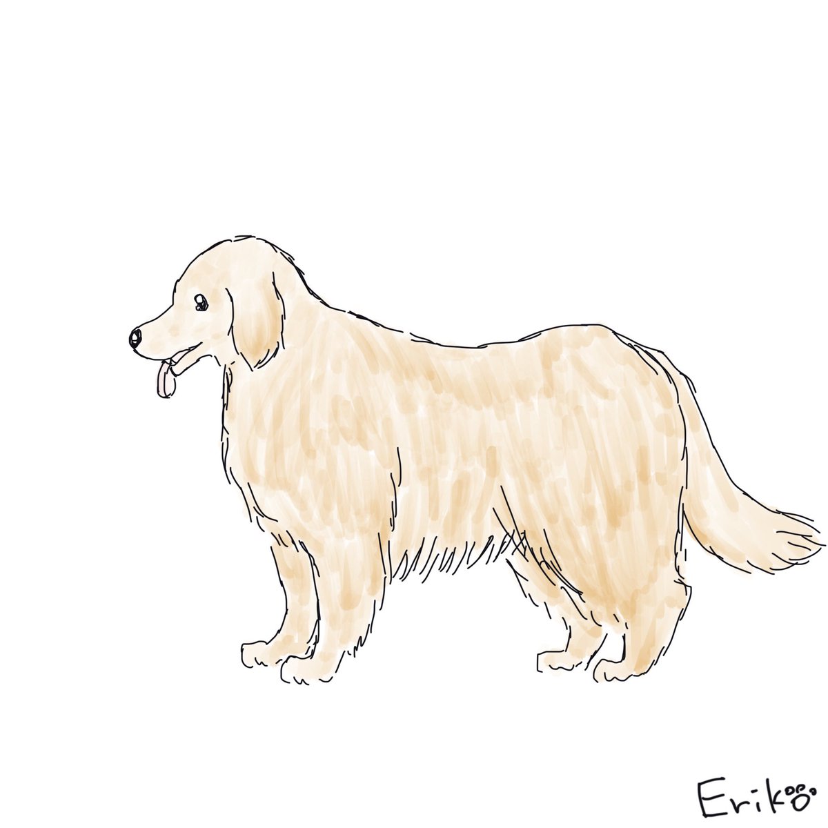 Dog Cat Sketch A Twitter ゴールデンレトリバー ゴールデンレトリーバー ゴールデン いぬ 犬 イラスト 犬 イラスト Goldenretriever Golden Dog Applepencil Procreate Illustration T Co Faowmoh5qi