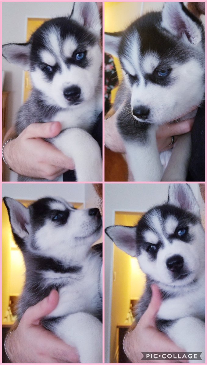 fantayziayt's tweet photo. Meet Luna, she's a husky &amp; almost 8 weeks old. We found a litter of pups at 5 weeks old needing to be adopted, Luna caught me &amp; Johnathons eye right away &amp; we fell in love! We knew she was our dog💕 we've dreamed of having a husky named Luna for years &amp; it came true today😭💜 https://t.co/ECdadQG2PJ