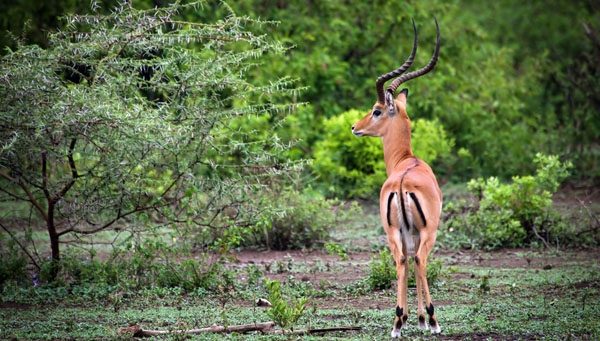 PanamweTour's tweet photo. Experiences the true wonderland of Tanzania with an unforgettable trip in the #ArushaNationalPark and enjoy the beauty of nature and the abundant wildlife.
https://t.co/VyOg8dtEgp https://t.co/Qx0KypP2mu