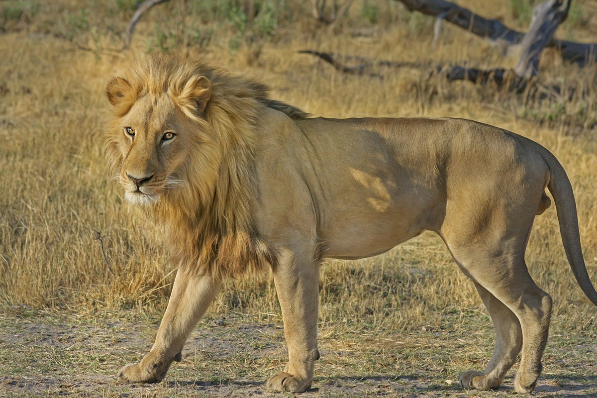 PanamweTour's tweet photo. Experiences the true wonderland of Tanzania with an unforgettable trip in the #ArushaNationalPark and enjoy the beauty of nature and the abundant wildlife.
https://t.co/VyOg8dtEgp https://t.co/Qx0KypP2mu