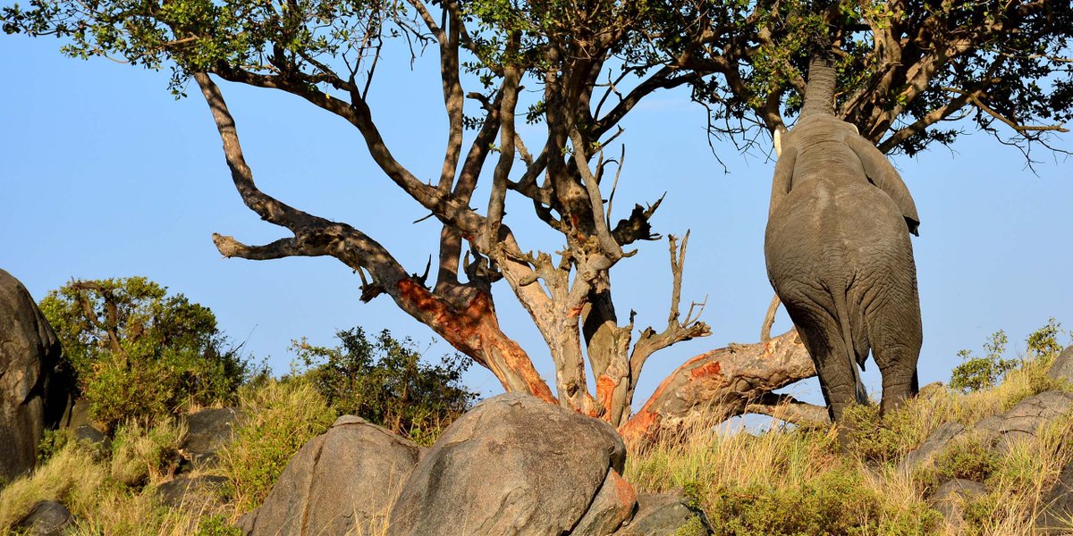PanamweTour's tweet photo. Experiences the true wonderland of Tanzania with an unforgettable trip in the #ArushaNationalPark and enjoy the beauty of nature and the abundant wildlife.
https://t.co/VyOg8dtEgp https://t.co/Qx0KypP2mu