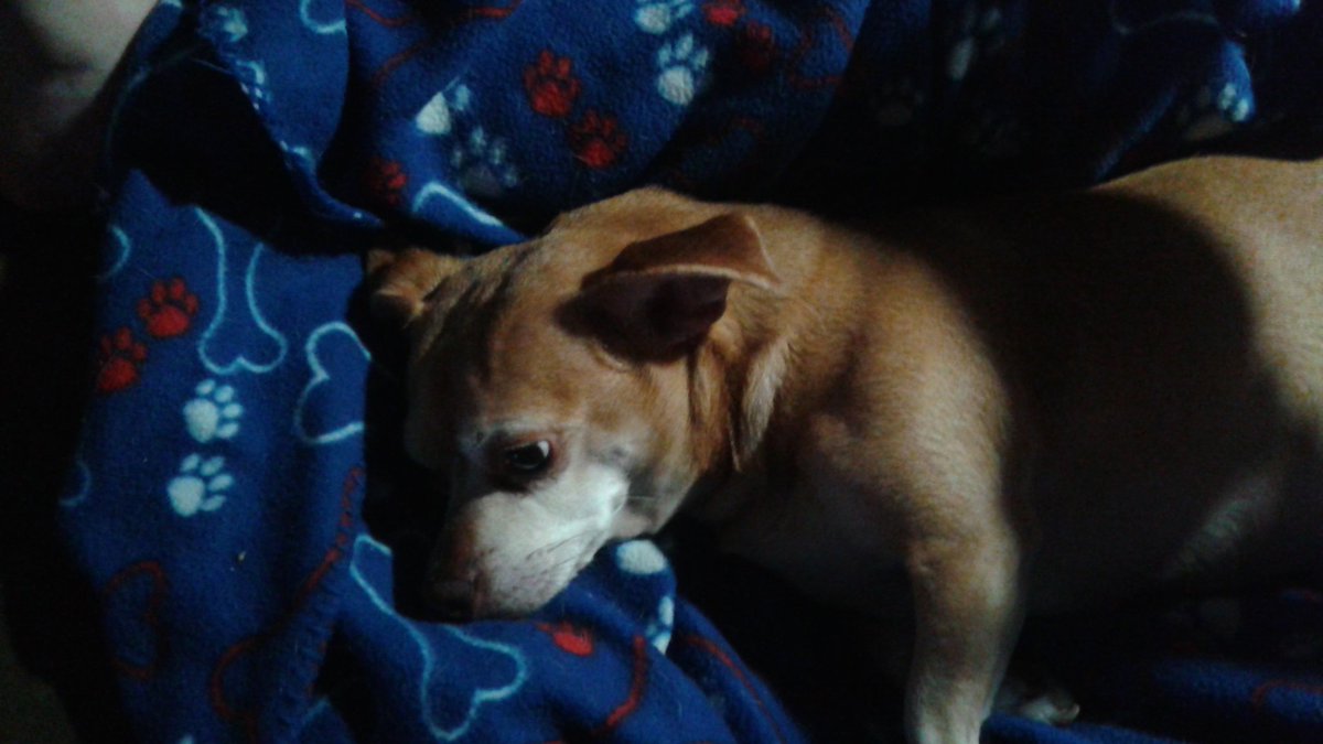 NoeruKoneko's tweet image. GUESS WHAT SO ARE ROTRILERS AND DOBERMINS IN FACT A N Y DOG BREED CAN BE T R A I N E D TO BE A FIGHTING DOG EVEN MY DOGS! #DontBlameTheBreed