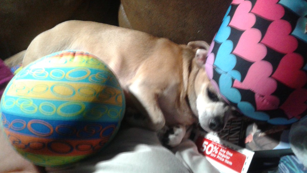 NoeruKoneko's tweet image. GUESS WHAT SO ARE ROTRILERS AND DOBERMINS IN FACT A N Y DOG BREED CAN BE T R A I N E D TO BE A FIGHTING DOG EVEN MY DOGS! #DontBlameTheBreed