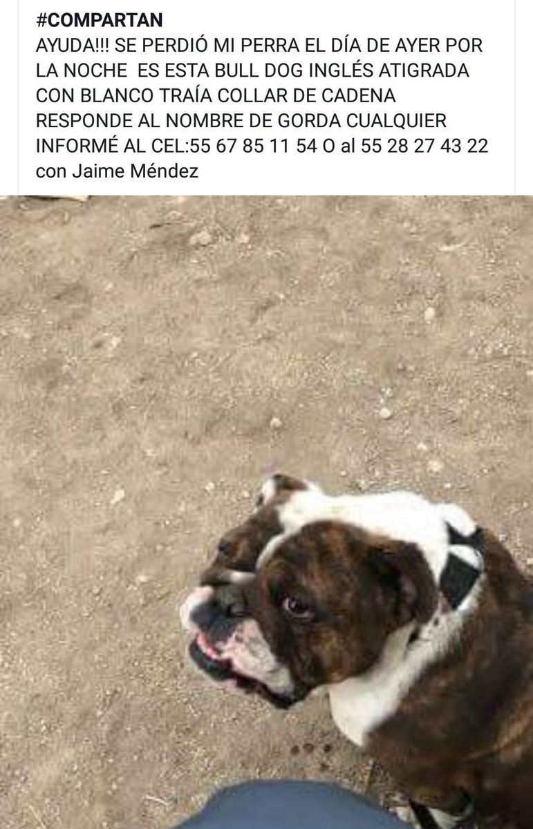 EspeEa13's tweet photo. Ayuda por favor  se perdió en Texcoco 🐶😥😪 https://t.co/4c2tylj5KG