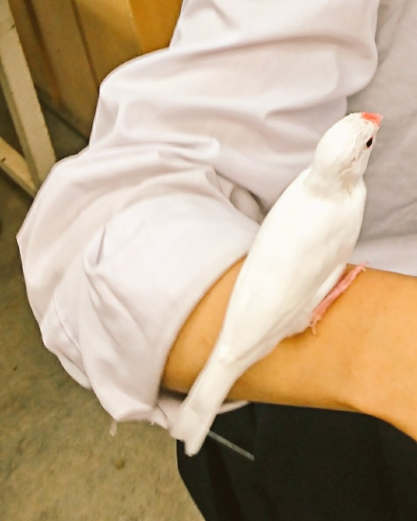 momooooooo0127's tweet photo. 【拡散希望】
静岡農業高校で飼育している文鳥が
ドアを開けた拍子に飛び出してしまい、科技高方面に飛んでいってしまったそうです

高くは飛べないはずなので
道路や木、道にいるかもしれませんし落ちているかも知れません

手乗り若干できます
写真の子です
見つけ次第ご連絡お願いします https://t.co/tn7Dtv6SrP
