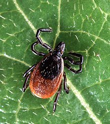 MicrobesInfect's tweet image. Tick-borne pathogen detection:

What’s new?

sciencedirect.com/science/articl… #Anaplasma #Borrelia #Rickettsia #Babesia #LymeDisease #ticks