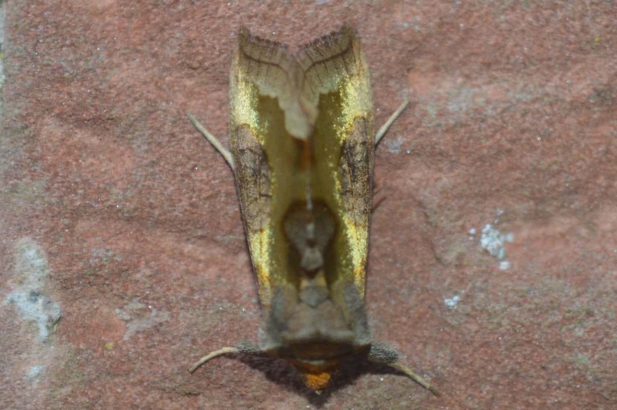 All that glitters is not gold, sometimes it is Burnished Brass - Diachrysia chrysitis #teammoth