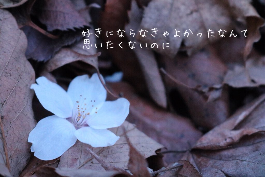 儚い花 Flower Empty Twitter