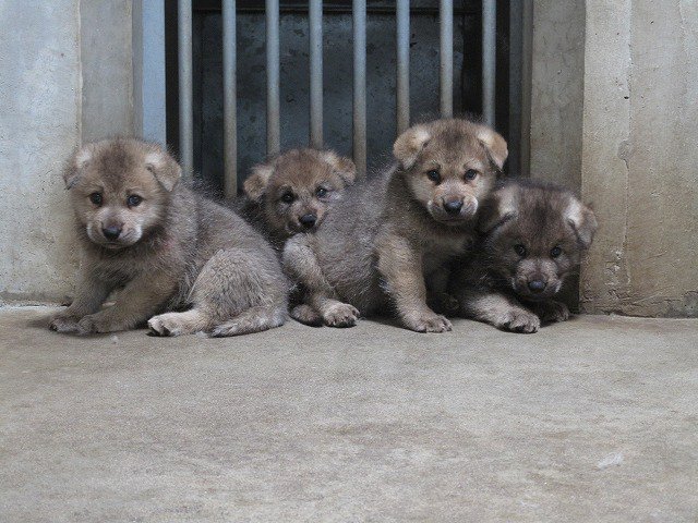 鹿児島市平川動物公園 on X: