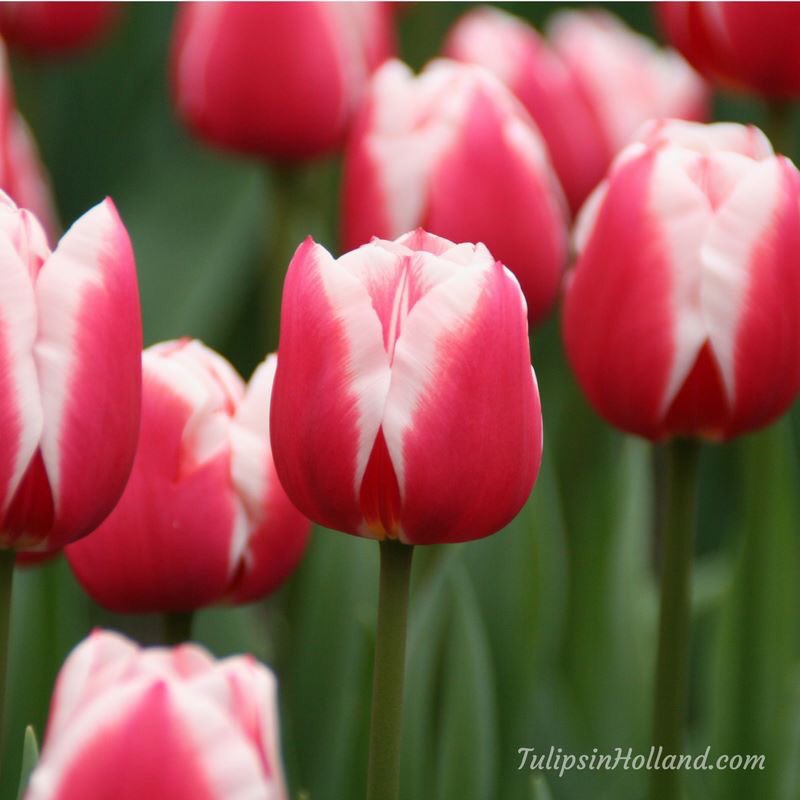 tulips_holland's tweet image. Happy Friday! 🌷🌷🌷

#travel to the #tulipsinholland spring 2019 bit.ly/2lwSpNe