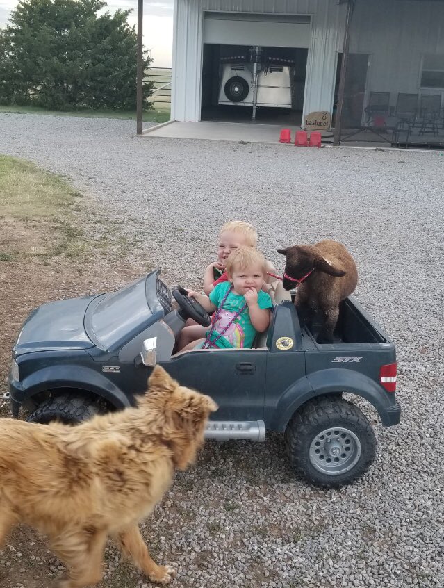 TiffDowell's tweet image. Farm kids are the most fun. These two had a big load in their pick up tonight. #babylamb #farmkids #sheepfarmers #sheepherders #farmmom #haulingsheep #raisethemright #startthemyoung #sheepinajeep