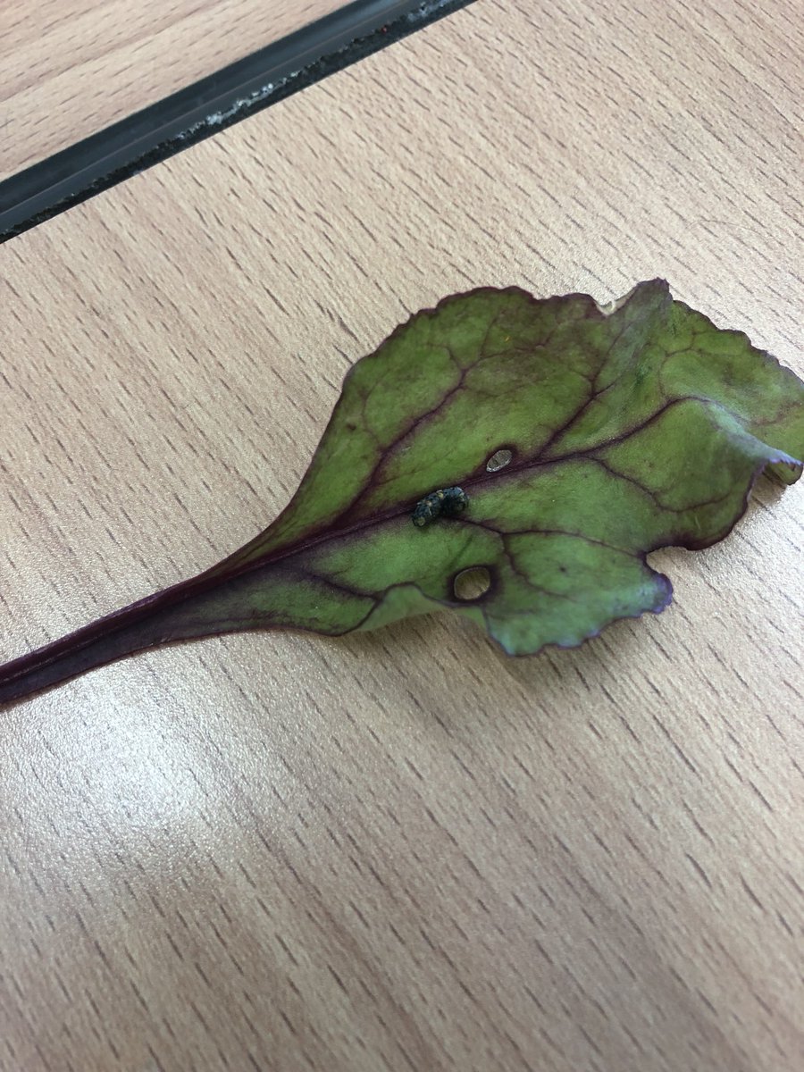 CBushell91's tweet photo. @waitrose When I was tucking into my salad I came across this. Safe to say I was completely put off! Unfortunately my local Towcester store only offered a refund for the salad, refused to take our details and took both the caterpillar and salad bag off of us. Very disappointing! https://t.co/nAGY2eINB8