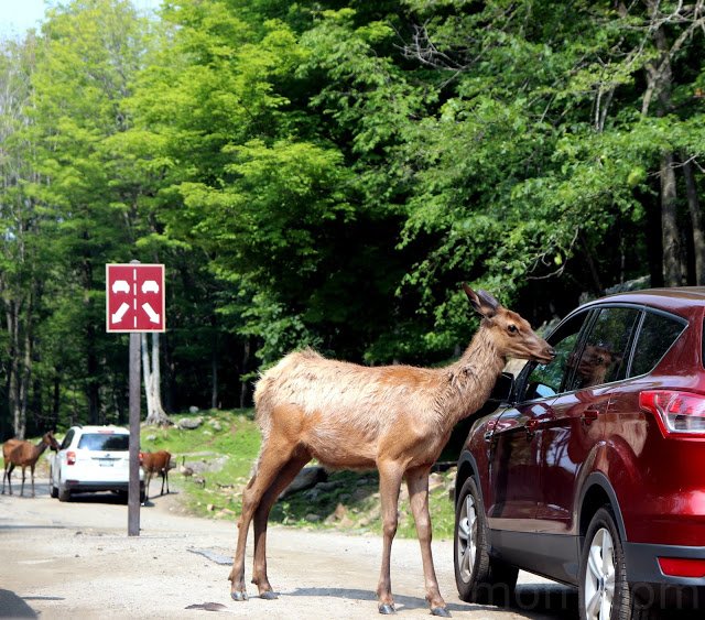 torviewtor's tweet image. Surrounding ourselves with nature at #ParcOmega! Read our thoughts on why you need to visit this park anytime of the year! 
bit.ly/2Lb2z1Y 

#Quebec #outaouaisfun #ExploreCanada #travelcwm #partner