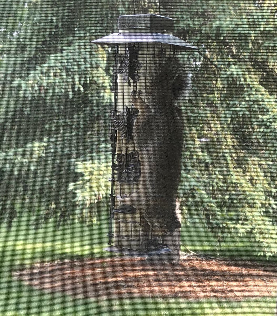 Tom Wachs On Twitter Check Out This Fat Squirrel Hey Buddy