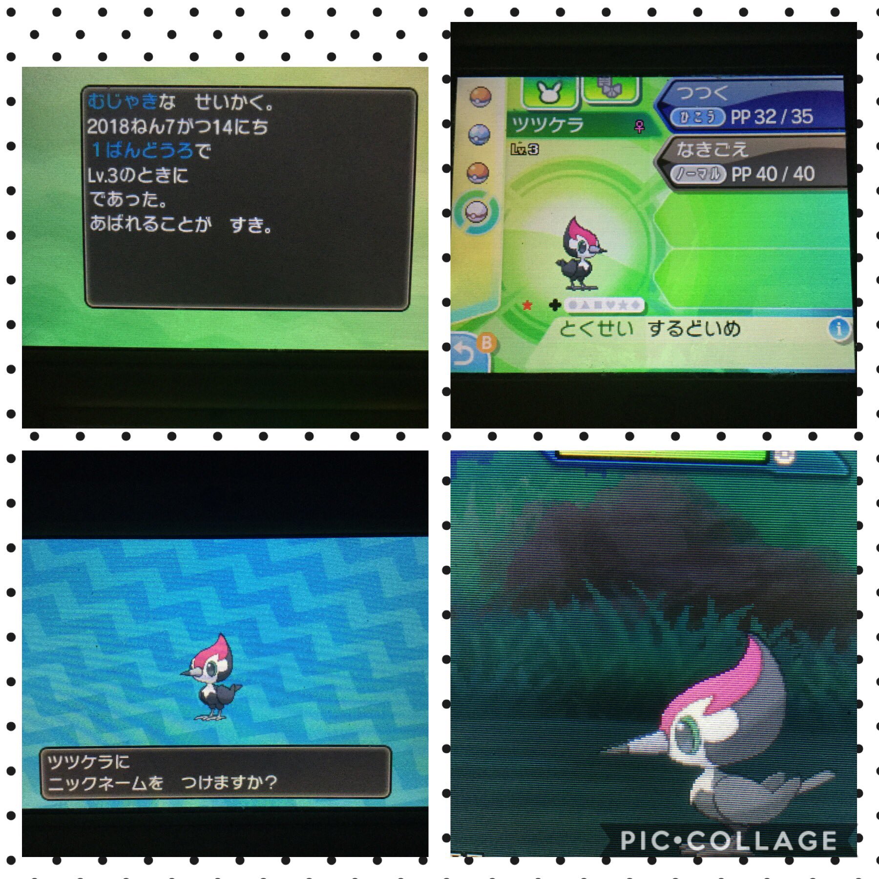 Twitter 上的 みらい ツツケラ色違いget アローラ ポケモン ツツケラ 助け連鎖 色違いポケモン T Co Zsrrvmghat Twitter Twitter 上的 みらい ツツケラ色違いget アローラ ポケモン ツツケラ 助け連鎖 色違いポケモン T Co Zsrrvmghat Twitter