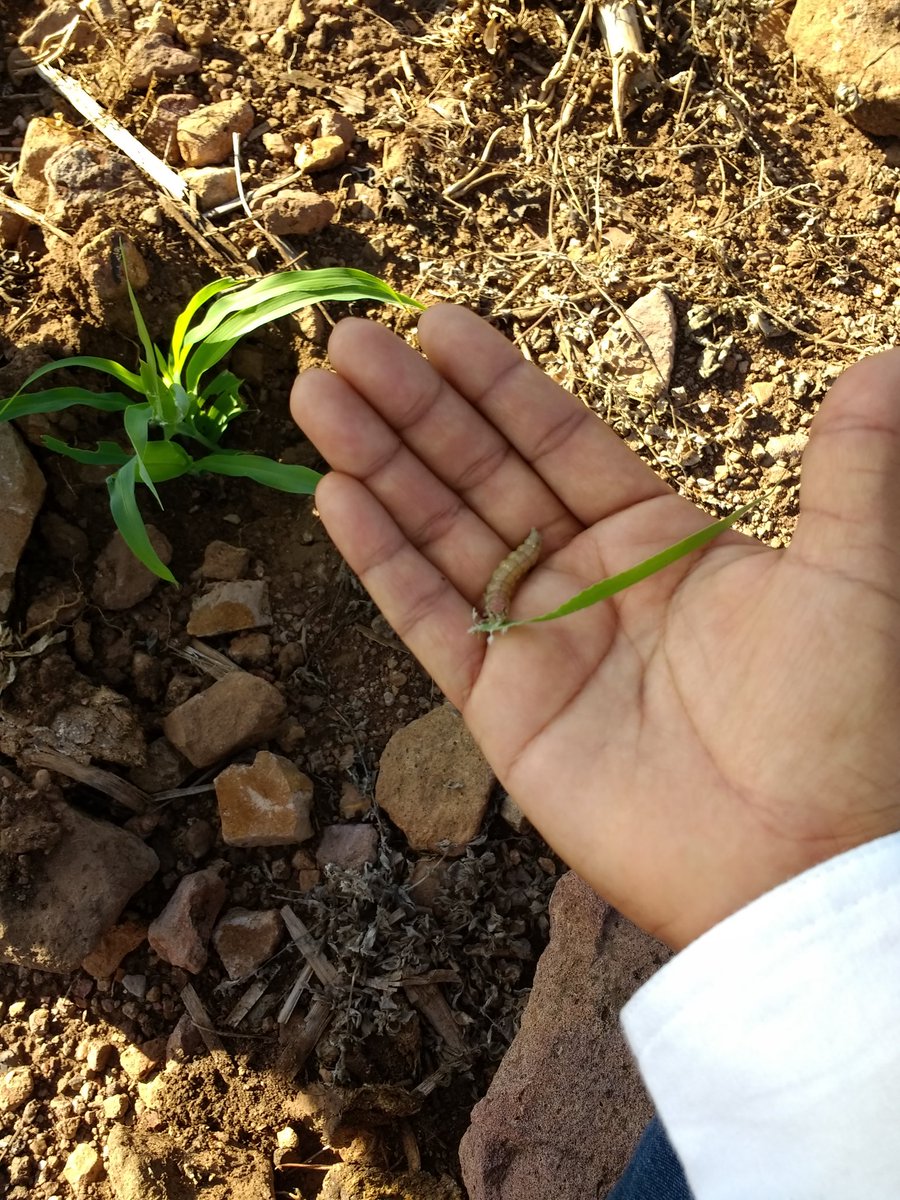 Isa69850753's tweet photo. Monitoreo de plagas. San Miguel Totolapa, municipio de Huamuxtitlan. Gro. 
Asesor técnico. Biol. Ma. Isabel Dominguez Morales.
#PROAGROCapacita 
#HubPCTO 
#CIMMYT https://t.co/Sll4KnxEol