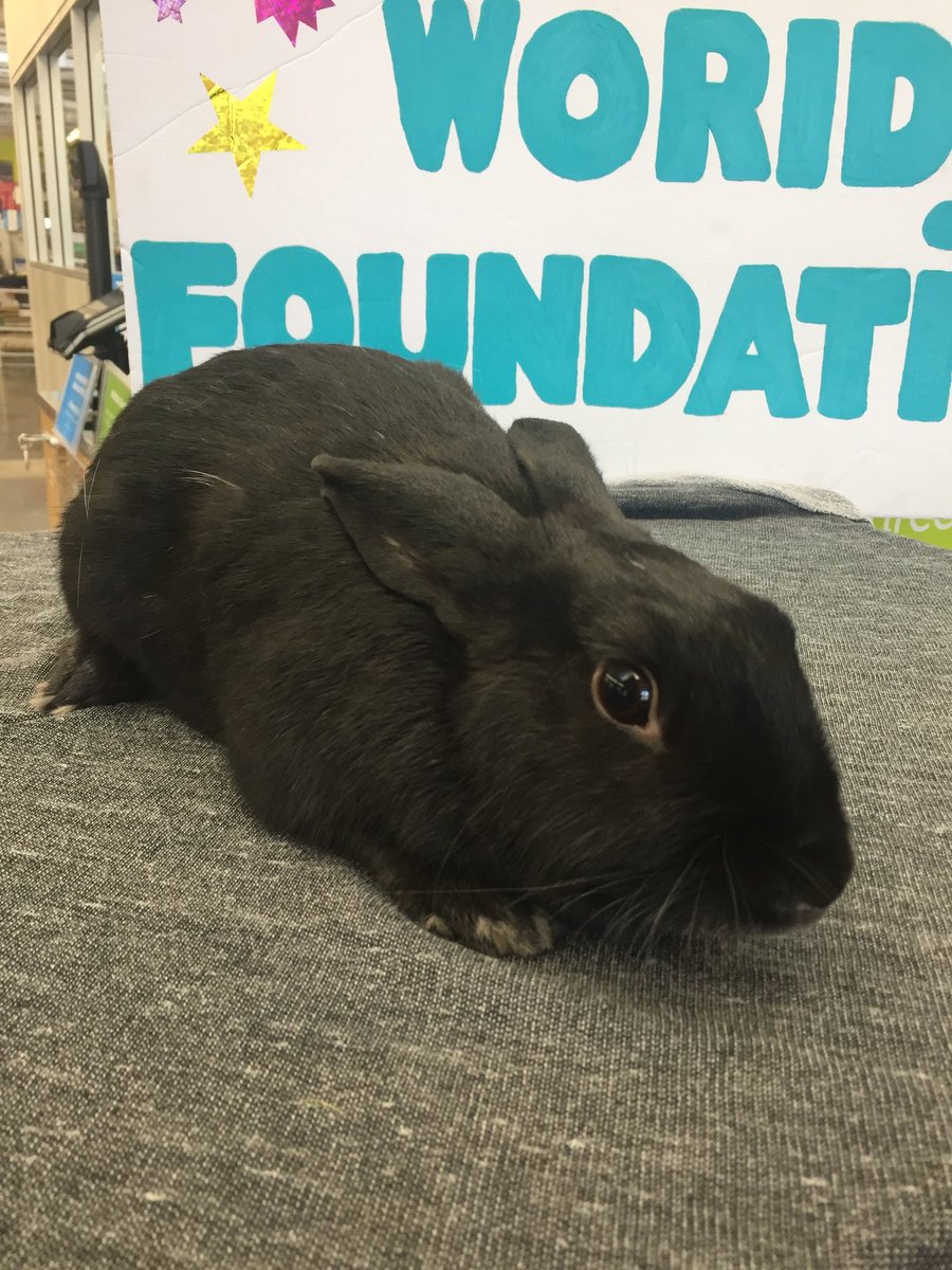 BunnyWorldLA's tweet photo. Tabitha is a #sweet girl looking for her #foreverhome! She was #rescued from a high kill #shelter & now is in a #fosterhome. Will you bring some more #luck into Tabitha's life and #adopt her? Email info@bunnyworldfoundation.org if you are interested in #adopting!
#FridayThe13th https://t.co/jxpgvb0r2F