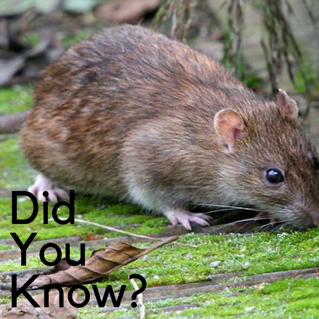SkedaddleWild's tweet photo. FRIDAY FUN FACT! Rats are extremely clean animals, spending several hours every day grooming themselves and their group members. They are less likely than cats or dogs to catch and transmit parasites and viruses. #ratfacts #didyouknow #skedaddlewildlife #humanewildlife https://t.co/eltBJ11U2N