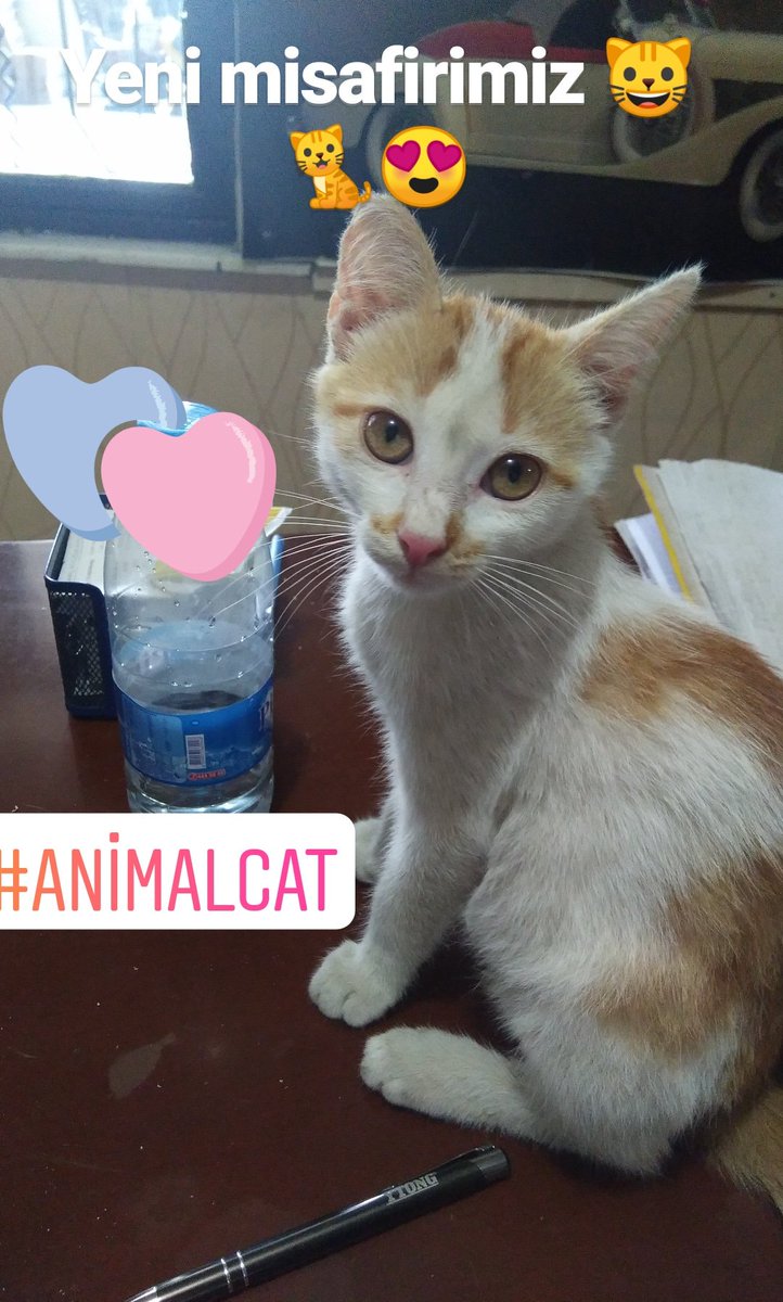oztrk_secil's tweet photo. Kedicigin birini biz sahiplendik 😂 gerisi sizde 😂 #animalcat #hayvansevgisi #HayırlıCumalar https://t.co/Th4Z5aVTu2