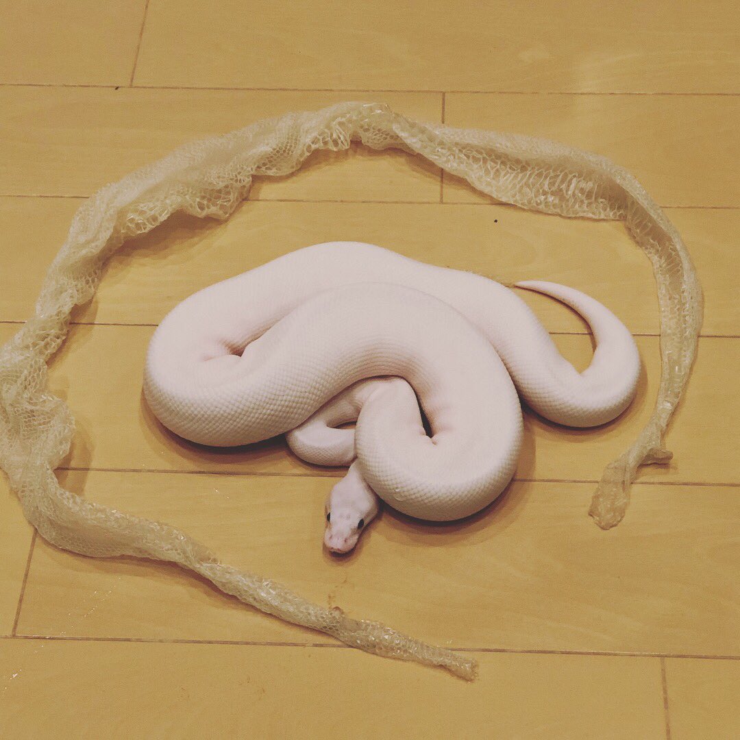 KBromeliads's tweet photo. また脱皮しました。順調に育ってます。 

#python 
#pythonregius 
#superfire 
#superfireballpython 
#blackeyeleucistic 
#ボールパイソン 
#bobclark 
#生きものや菊家 https://t.co/OS4OPQWV3A